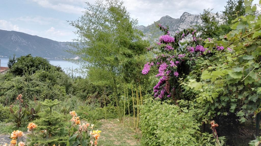 Apartment Rose Garden Risan Exterior foto
